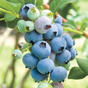powder blue rabbiteye blueberry – 1 gallon trade pot, 2’ft tall – established roots potted plant – no ship california – (v. corymbosum x v. ashei), fast growing tree, easy care fruit tree