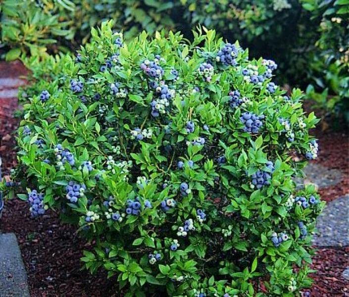 Powder Blue Rabbiteye Blueberry - 1 Gallon Trade Pot, 2'ft Tall - Established Roots Potted Plant - No Ship California - (V. Corymbosum x V. Ashei), Fast Growing Tree, Easy Care Fruit Tree