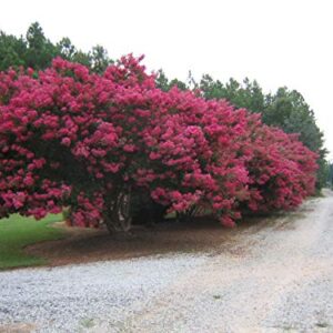 Large Tuscarora Tree Crape Myrtle, Matures 25ft+, Large Watermelon Red Flower Clusters, Most Popular Crape Myrtle, Excellent Shade Tree, Ships 2-4ft Tall, Well Rooted in Pot with Soil (15)