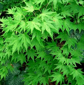 seeds – japanese maple, acer palmatum, tree 20 seeds (fall colors, fast, hardy, bonsai), tree, flower, fruit, (ynks) seeds