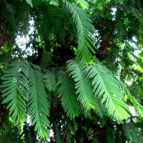 Fresh Seeds - 25 Seeds Dawn Redwood Tree (Metasequoia glyptostroboides) Fast Growing