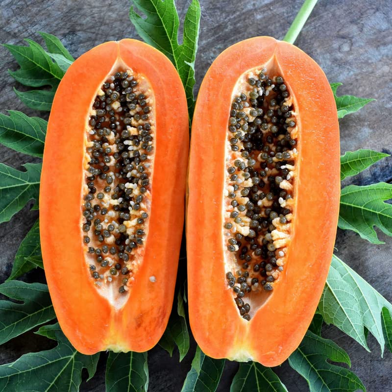 50 Caribbean Red Papaya Seeds Fast Growing Fruit Tree Seeds for Planting