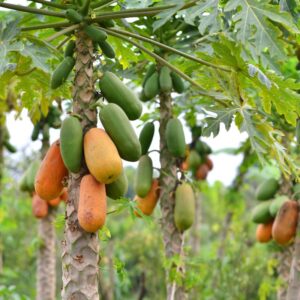 50 Caribbean Red Papaya Seeds Fast Growing Fruit Tree Seeds for Planting