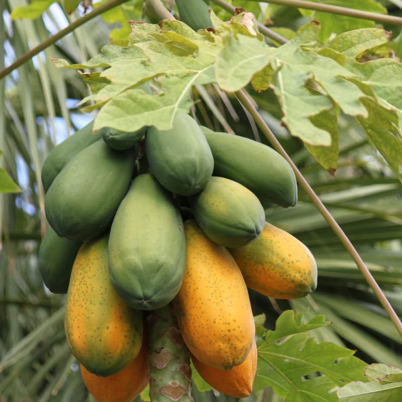 50 Caribbean Red Papaya Seeds Fast Growing Fruit Tree Seeds for Planting