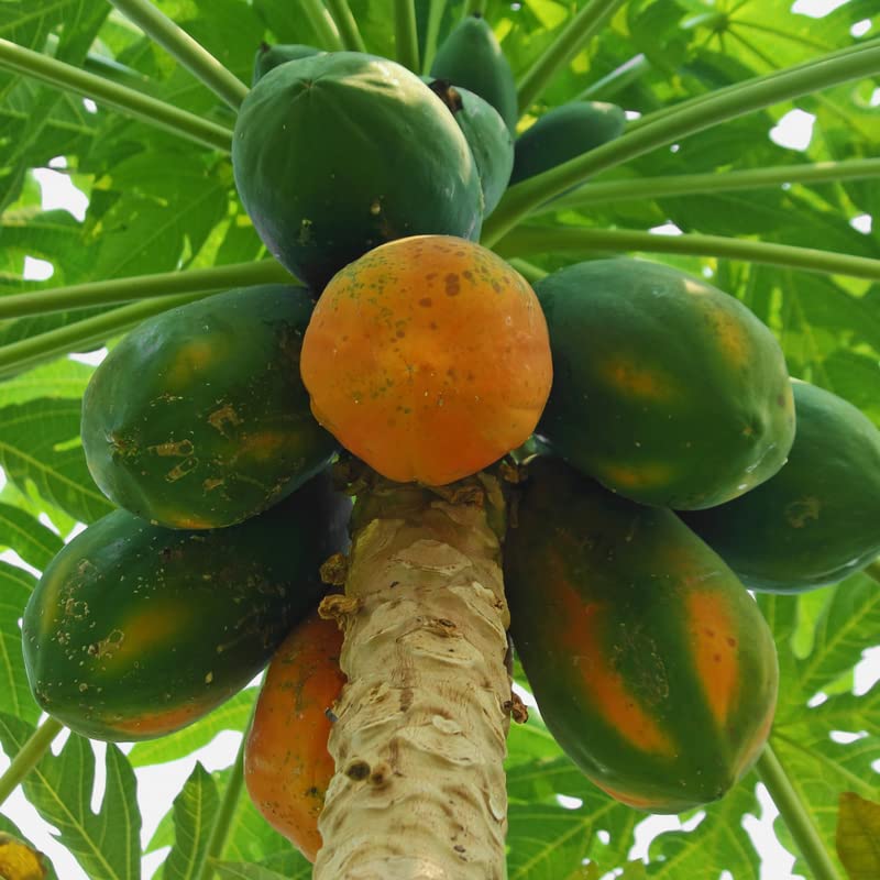 50 Caribbean Red Papaya Seeds Fast Growing Fruit Tree Seeds for Planting