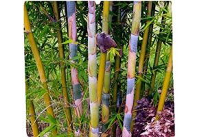 giant timber clumping bamboo – bambusa oldhamii – 4 plants