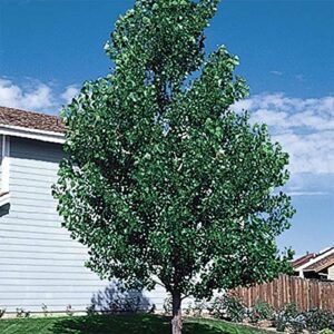 10 fast growing hybrid poplar tree cuttings – 14-18 inches tall – fast growing – get privacy and shade very fast with these easy to grow and attractive trees.