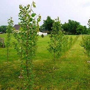 10 Fast Growing Hybrid Poplar Tree Cuttings - 14-18 inches Tall - Fast Growing - Get Privacy and Shade Very Fast with These Easy to Grow and Attractive Trees.