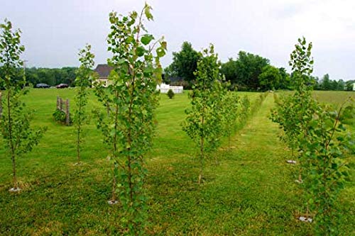 10 Fast Growing Hybrid Poplar Tree Cuttings - 14-18 inches Tall - Fast Growing - Get Privacy and Shade Very Fast with These Easy to Grow and Attractive Trees.