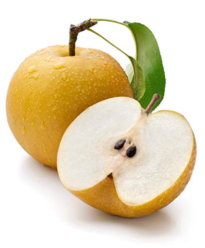 Asian Pear 10 Seeds - Chinese Sand Pear Seeds, Pyrus Pyrifolia Seeds, Edible Fruit Tree Seeds for Planting, Asian Pear Tree Plant Fast Growing, Asian Fruit Tree Seeds