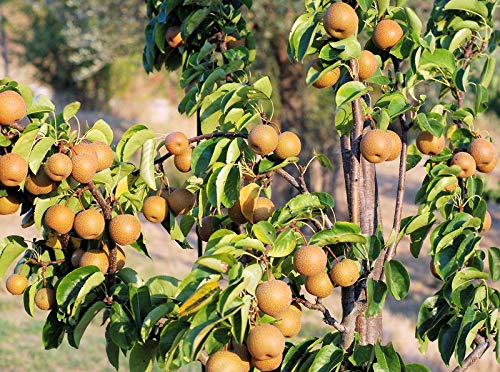 Asian Pear 10 Seeds - Chinese Sand Pear Seeds, Pyrus Pyrifolia Seeds, Edible Fruit Tree Seeds for Planting, Asian Pear Tree Plant Fast Growing, Asian Fruit Tree Seeds