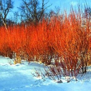 4 Flame Willow Tree Cuttings - Vibrant Orange and Red Bark - Unique Trees to Grow