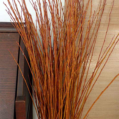 4 Flame Willow Tree Cuttings - Vibrant Orange and Red Bark - Unique Trees to Grow