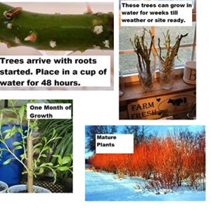 4 Flame Willow Tree Cuttings - Vibrant Orange and Red Bark - Unique Trees to Grow