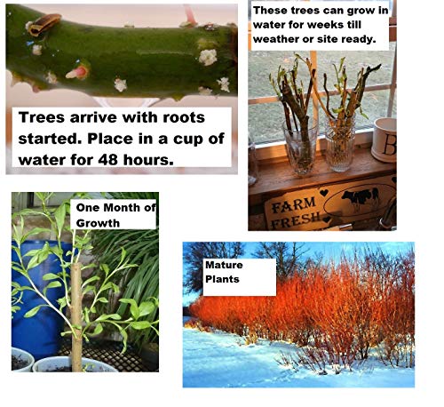 4 Flame Willow Tree Cuttings - Vibrant Orange and Red Bark - Unique Trees to Grow