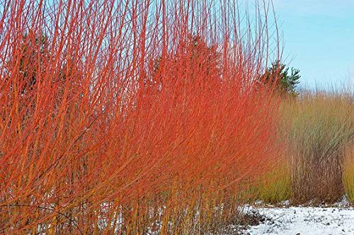 4 Flame Willow Tree Cuttings - Vibrant Orange and Red Bark - Unique Trees to Grow