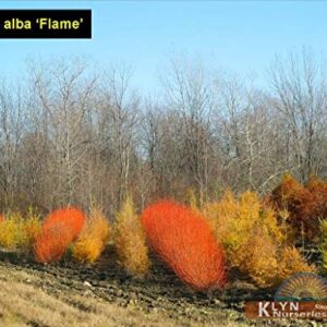 4 Flame Willow Tree Cuttings - Vibrant Orange and Red Bark - Unique Trees to Grow