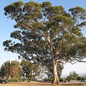chuxay garden eucalyptus globulus-southern blue gum 25 seeds evergreen tree endemic privacy screen road edge plants easily grow