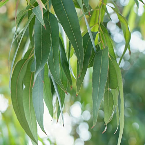 CHUXAY GARDEN Eucalyptus Globulus-Southern Blue Gum 25 Seeds Evergreen Tree Endemic Privacy Screen Road Edge Plants Easily Grow