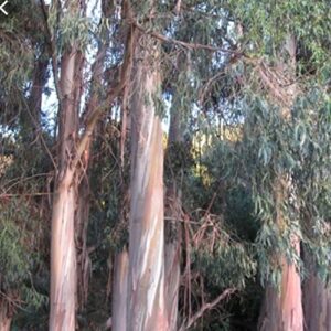 CHUXAY GARDEN Eucalyptus Globulus-Southern Blue Gum 25 Seeds Evergreen Tree Endemic Privacy Screen Road Edge Plants Easily Grow