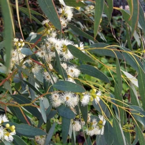 CHUXAY GARDEN Eucalyptus Globulus-Southern Blue Gum 25 Seeds Evergreen Tree Endemic Privacy Screen Road Edge Plants Easily Grow