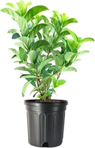 sweet viburnum odoratissimum | 2 live #1 size plants | fast growing evergreen privacy screening shrubs