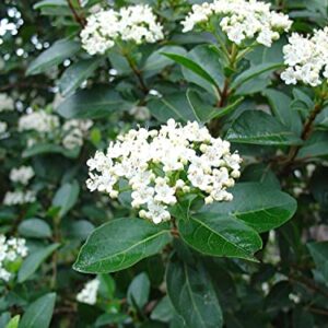 Sweet Viburnum Odoratissimum | 2 Live #1 Size Plants | Fast Growing Evergreen Privacy Screening Shrubs