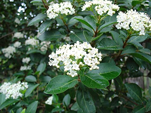 Sweet Viburnum Odoratissimum | 2 Live #1 Size Plants | Fast Growing Evergreen Privacy Screening Shrubs