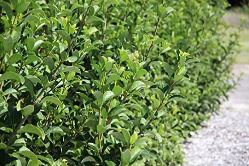 Sweet Viburnum Odoratissimum | 2 Live #1 Size Plants | Fast Growing Evergreen Privacy Screening Shrubs