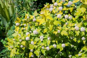 tristar plants – common ninebark – 1 gallon trade pot – 2′-3’ft tall – physocarpus opulifolius – flowering shrub, native, attracts pollinators, fast growing trees
