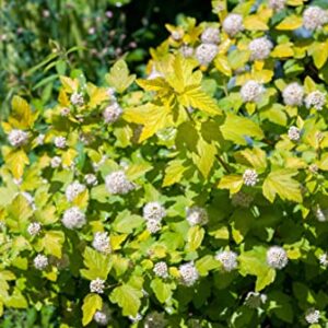 TriStar Plants - Common Ninebark - 1 Gallon Trade Pot - 2'-3'ft Tall - Physocarpus opulifolius - Flowering Shrub, Native, Attracts Pollinators, Fast Growing Trees