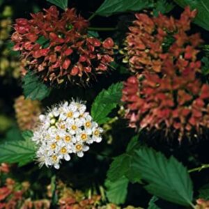 TriStar Plants - Common Ninebark - 1 Gallon Trade Pot - 2'-3'ft Tall - Physocarpus opulifolius - Flowering Shrub, Native, Attracts Pollinators, Fast Growing Trees