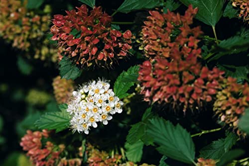 TriStar Plants - Common Ninebark - 1 Gallon Trade Pot - 2'-3'ft Tall - Physocarpus opulifolius - Flowering Shrub, Native, Attracts Pollinators, Fast Growing Trees