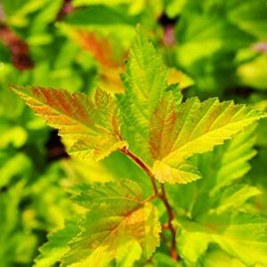 TriStar Plants - Common Ninebark - 1 Gallon Trade Pot - 2'-3'ft Tall - Physocarpus opulifolius - Flowering Shrub, Native, Attracts Pollinators, Fast Growing Trees