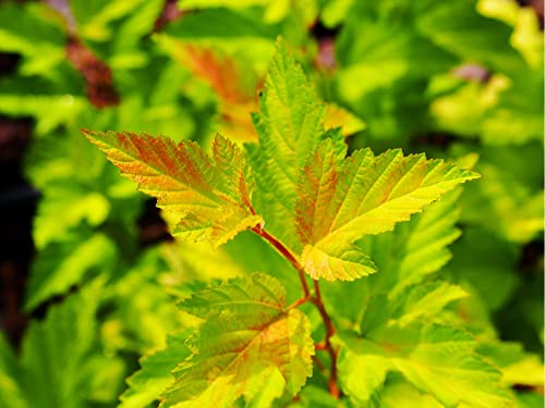 TriStar Plants - Common Ninebark - 1 Gallon Trade Pot - 2'-3'ft Tall - Physocarpus opulifolius - Flowering Shrub, Native, Attracts Pollinators, Fast Growing Trees