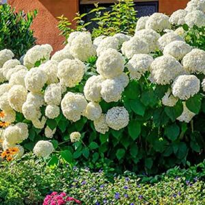 QAUZUY GARDEN 50 Hydrangea Seeds White Hortensia - Attractive Hardy Perennial Flowering Shrub Bush Tree - Fast-Growing Striking Showy Accent Landscape Plant