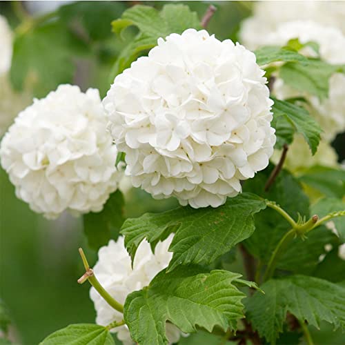 QAUZUY GARDEN 50 Hydrangea Seeds White Hortensia - Attractive Hardy Perennial Flowering Shrub Bush Tree - Fast-Growing Striking Showy Accent Landscape Plant