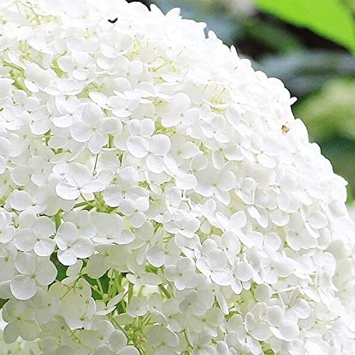 QAUZUY GARDEN 50 Hydrangea Seeds White Hortensia - Attractive Hardy Perennial Flowering Shrub Bush Tree - Fast-Growing Striking Showy Accent Landscape Plant