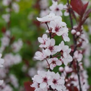 purple leaf sand cherry – 1 gallon, 2′-3’ft -established rooted pot – prinus x cistena, fast growing tree, fall color