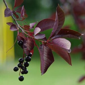 Purple Leaf Sand Cherry - 1 Gallon, 2'-3'ft -Established Rooted Pot - Prinus x Cistena, Fast Growing Tree, Fall Color