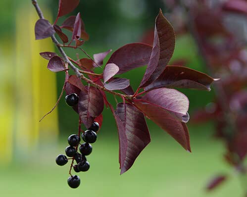 Purple Leaf Sand Cherry - 1 Gallon, 2'-3'ft -Established Rooted Pot - Prinus x Cistena, Fast Growing Tree, Fall Color