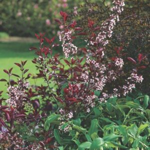 Purple Leaf Sand Cherry - 1 Gallon, 2'-3'ft -Established Rooted Pot - Prinus x Cistena, Fast Growing Tree, Fall Color