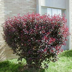 Purple Leaf Sand Cherry - 1 Gallon, 2'-3'ft -Established Rooted Pot - Prinus x Cistena, Fast Growing Tree, Fall Color