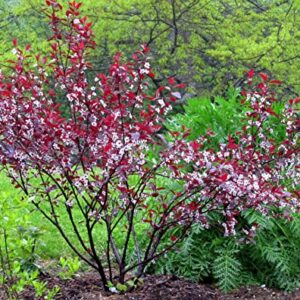 Purple Leaf Sand Cherry - 1 Gallon, 2'-3'ft -Established Rooted Pot - Prinus x Cistena, Fast Growing Tree, Fall Color