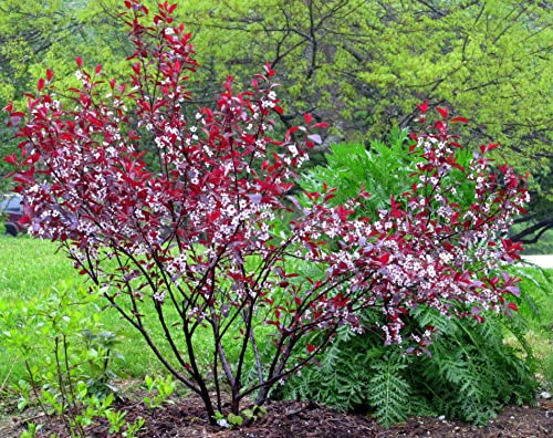 Purple Leaf Sand Cherry - 1 Gallon, 2'-3'ft -Established Rooted Pot - Prinus x Cistena, Fast Growing Tree, Fall Color