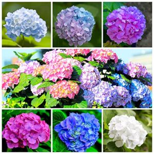 60+ mixed color hydrangea seeds for planting, giant snowball hydrangea fast growing shrub, flower plant wedding, outdoor garden – potted plants