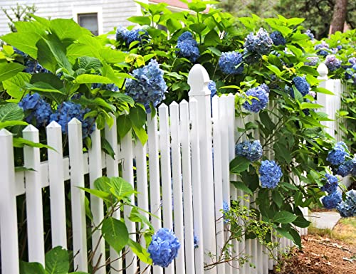 60+ Mixed Color Hydrangea Seeds for Planting, Giant Snowball Hydrangea Fast Growing Shrub, Flower Plant Wedding, Outdoor Garden - Potted Plants