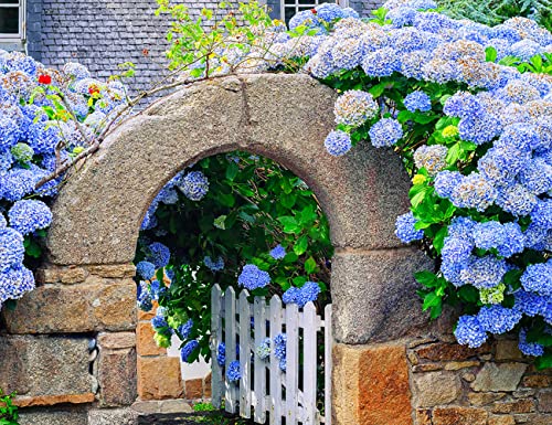 60+ Mixed Color Hydrangea Seeds for Planting, Giant Snowball Hydrangea Fast Growing Shrub, Flower Plant Wedding, Outdoor Garden - Potted Plants