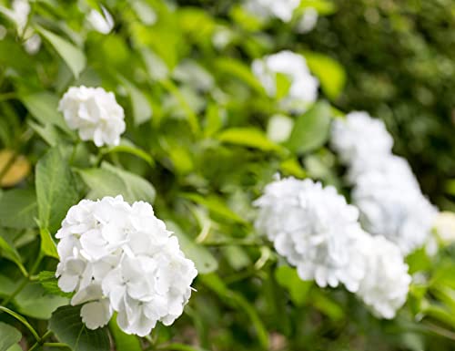 60+ Mixed Color Hydrangea Seeds for Planting, Giant Snowball Hydrangea Fast Growing Shrub, Flower Plant Wedding, Outdoor Garden - Potted Plants