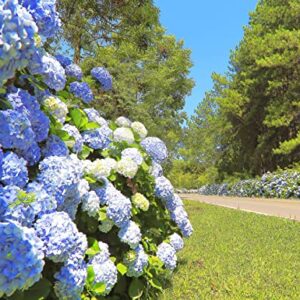 60+ Mixed Color Hydrangea Seeds for Planting, Giant Snowball Hydrangea Fast Growing Shrub, Flower Plant Wedding, Outdoor Garden - Potted Plants